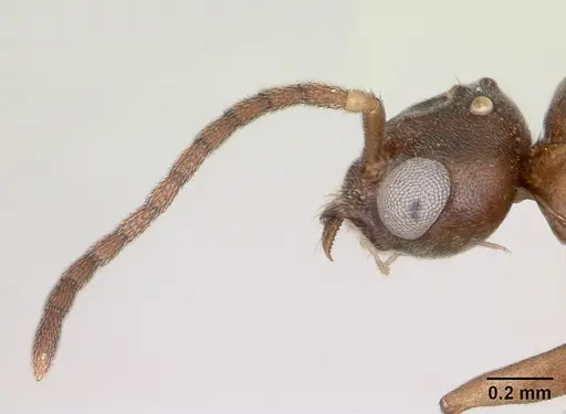 Technomyrmex mayri specimen CASENT0095779 image casent0095779_3