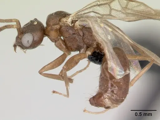 Technomyrmex mayri specimen CASENT0095779 image casent0095779_4