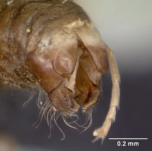 Technomyrmex mayri specimen CASENT0095779 image casent0095779_5