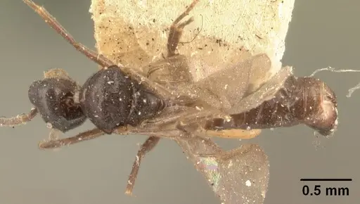 Technomyrmex mayri specimen CASENT0101576 image casent0101576_1