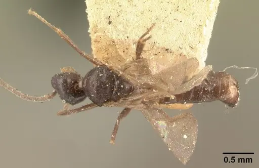 Technomyrmex mayri specimen CASENT0101576 image casent0101576_2