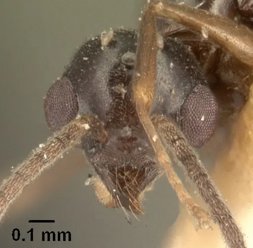 Technomyrmex mayri specimen CASENT0101576 image casent0101576_3