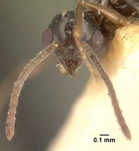 Technomyrmex mayri specimen CASENT0101576 image casent0101576_4
