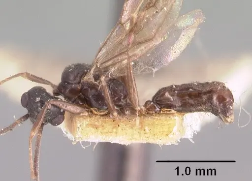 Technomyrmex mayri specimen CASENT0101576 image casent0101576_5