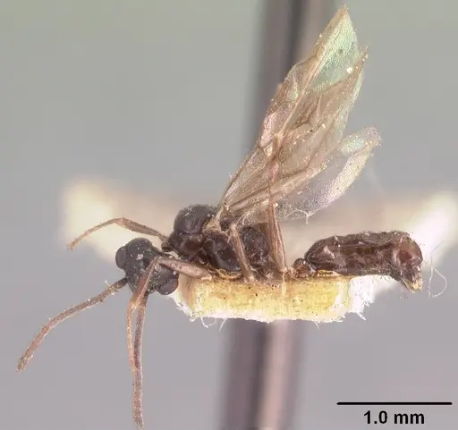 Technomyrmex mayri specimen CASENT0101576 image casent0101576_6