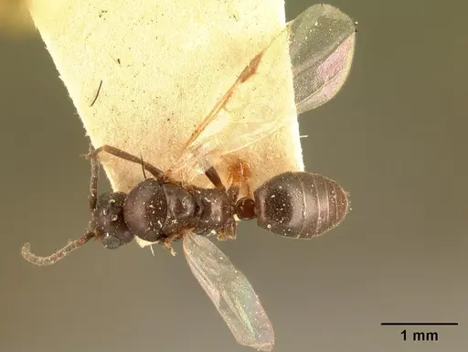 Technomyrmex mayri specimen CASENT0101800 image casent0101800_1