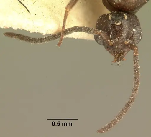 Technomyrmex mayri specimen CASENT0101800 image casent0101800_2