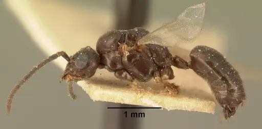 Technomyrmex mayri specimen CASENT0101800 image casent0101800_3