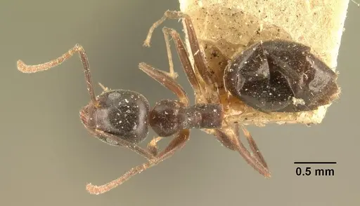 Technomyrmex mayri specimen CASENT0101926 image casent0101926_1
