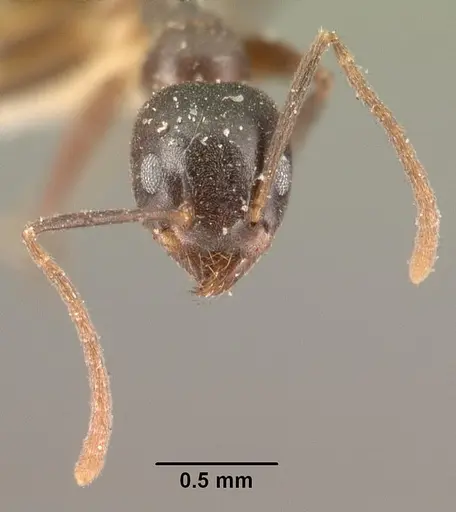 Technomyrmex mayri specimen CASENT0101926 image casent0101926_2