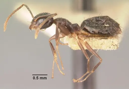 Technomyrmex mayri specimen CASENT0101926 image casent0101926_3