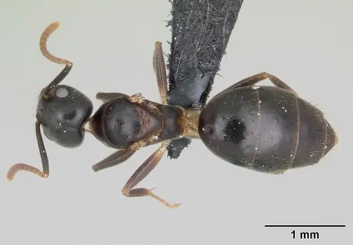 Technomyrmex mayri specimen CASENT0111825 image casent0111825_1