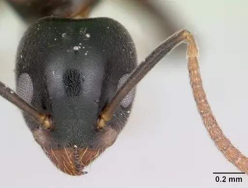 Technomyrmex mayri specimen CASENT0111825 image casent0111825_2