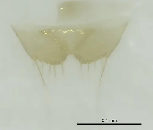 Technomyrmex mayri specimen CASENT0345049 image casent0345049_1