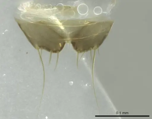 Technomyrmex mayri specimen CASENT0345050 image casent0345050_1
