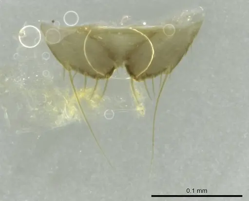 Technomyrmex mayri specimen CASENT0345051 image casent0345051_1