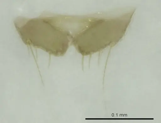 Technomyrmex mayri specimen CASENT0345052 image casent0345052_1
