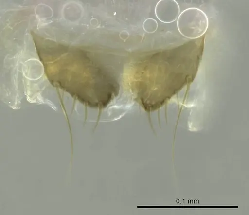 Technomyrmex mayri specimen CASENT0345053 image casent0345053_1