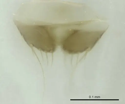 Technomyrmex mayri specimen CASENT0345054 image casent0345054_1