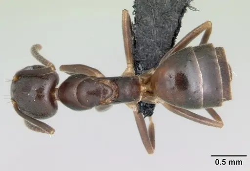 Technomyrmex mayri specimen CASENT0497537 image casent0497537_1