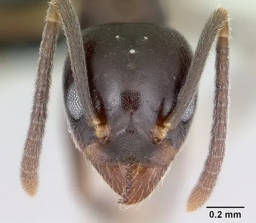 Technomyrmex mayri specimen CASENT0497537 image casent0497537_2