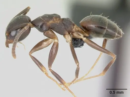 Technomyrmex mayri specimen CASENT0497537 image casent0497537_3