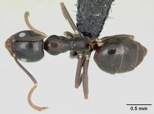 Technomyrmex mayri specimen CASENT0499794 image casent0499794_1