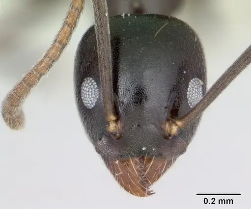 Technomyrmex mayri specimen CASENT0499794 image casent0499794_2