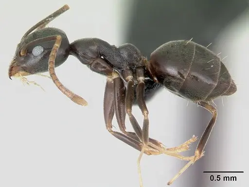 Technomyrmex mayri specimen CASENT0499794 image casent0499794_3