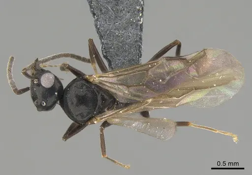 Technomyrmex mayri specimen CASENT4025241 image casent4025241_1
