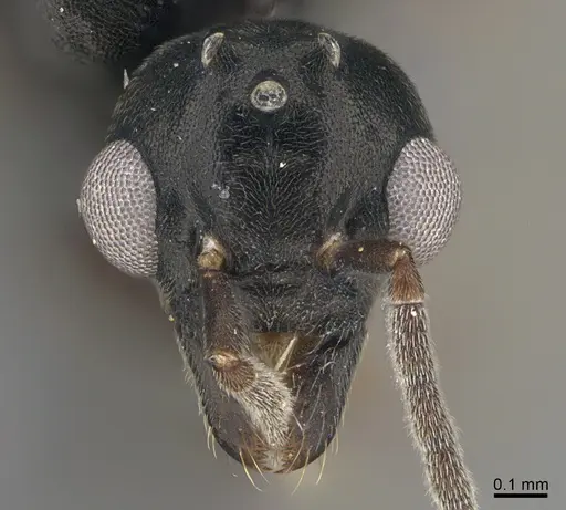 Technomyrmex mayri specimen CASENT4025241 image casent4025241_2