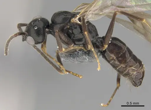 Technomyrmex mayri specimen CASENT4025241 image casent4025241_3