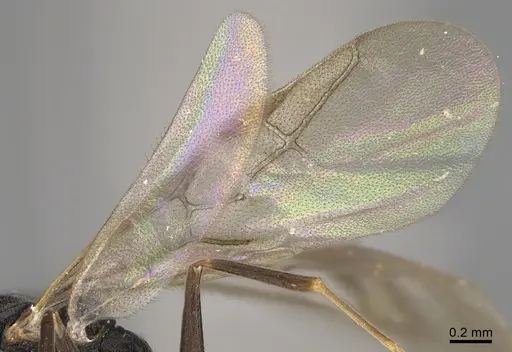 Technomyrmex mayri specimen CASENT4025241 image casent4025241_4