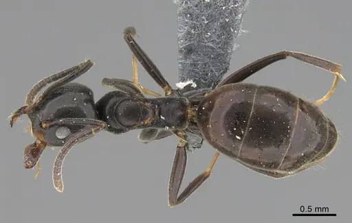 Technomyrmex mayri specimen CASENT4025277 image casent4025277_1