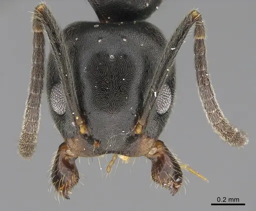Technomyrmex mayri specimen CASENT4025277 image casent4025277_2