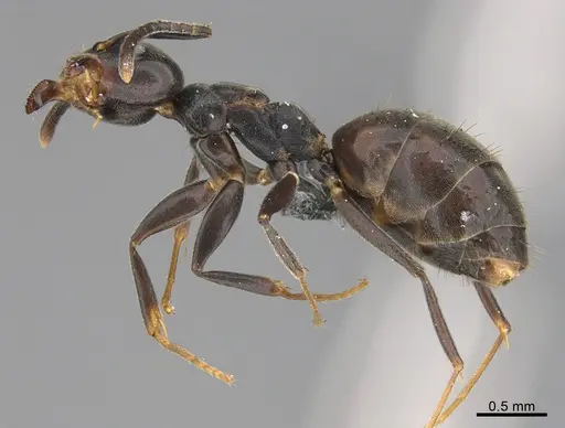 Technomyrmex mayri specimen CASENT4025277 image casent4025277_3