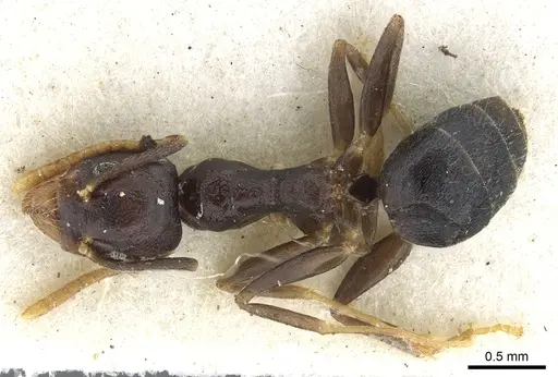 Technomyrmex menozzii specimen CASENT0903057 image casent0903057_1
