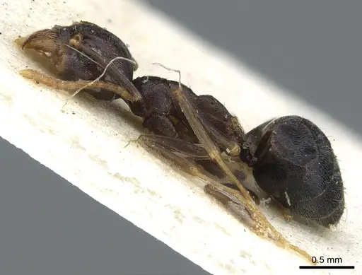 Technomyrmex menozzii specimen CASENT0903057 image casent0903057_3