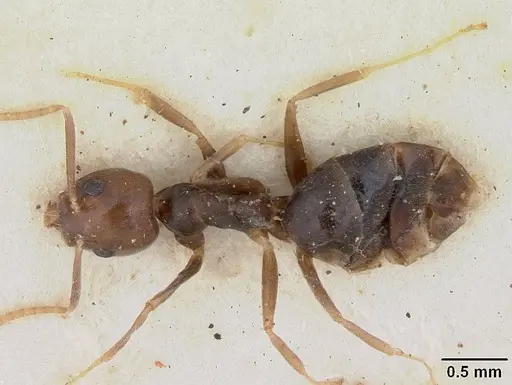 Technomyrmex menozzii specimen SAM-HYM-C004815 image sam-hym-c004815_1
