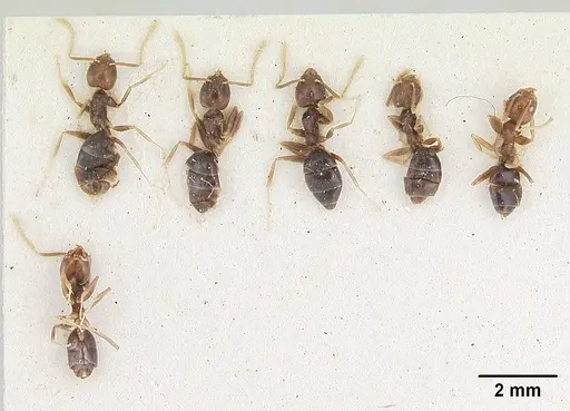 Technomyrmex menozzii specimen SAM-HYM-C004815 image sam-hym-c004815_2