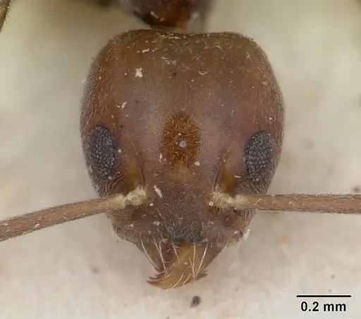Technomyrmex menozzii specimen SAM-HYM-C004815 image sam-hym-c004815_3