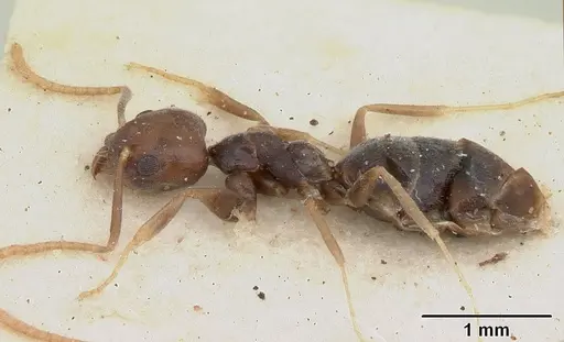 Technomyrmex menozzii specimen SAM-HYM-C004815 image sam-hym-c004815_4