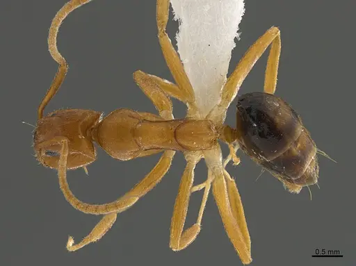 Technomyrmex metandrei specimen CASENT0420688 image casent0420688_1