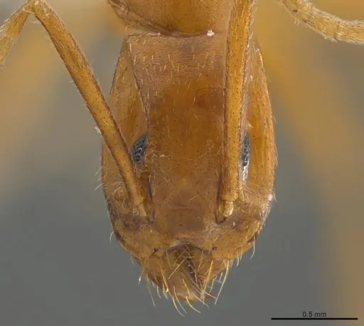 Technomyrmex metandrei specimen CASENT0420688 image casent0420688_2