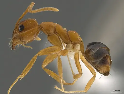 Technomyrmex metandrei specimen CASENT0420688 image casent0420688_3