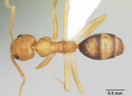 Technomyrmex metandrei specimen CASENT0424010 image casent0424010_1