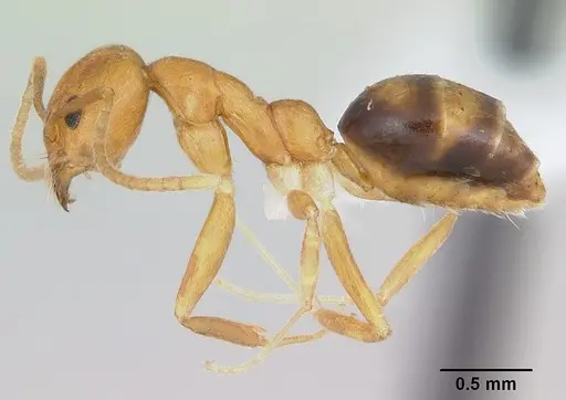 Technomyrmex metandrei specimen CASENT0424010 image casent0424010_3