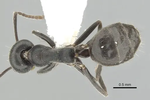 Technomyrmex mixtus specimen CASENT0249794 image casent0249794_1