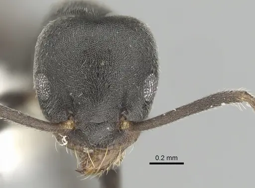 Technomyrmex mixtus specimen CASENT0249794 image casent0249794_2