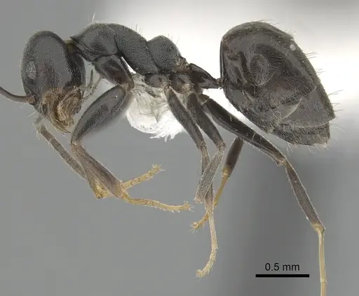 Technomyrmex mixtus specimen CASENT0249794 image casent0249794_3